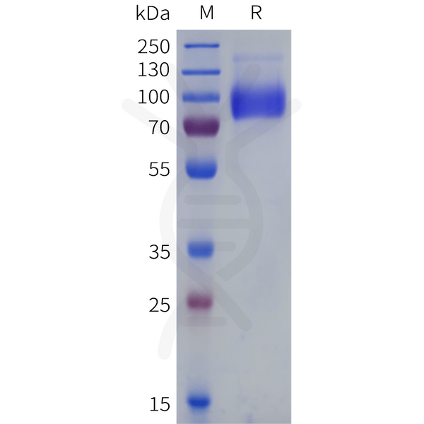 Human CDCP1(30-368) Protein, hFc Tag – Figure 1 of 1