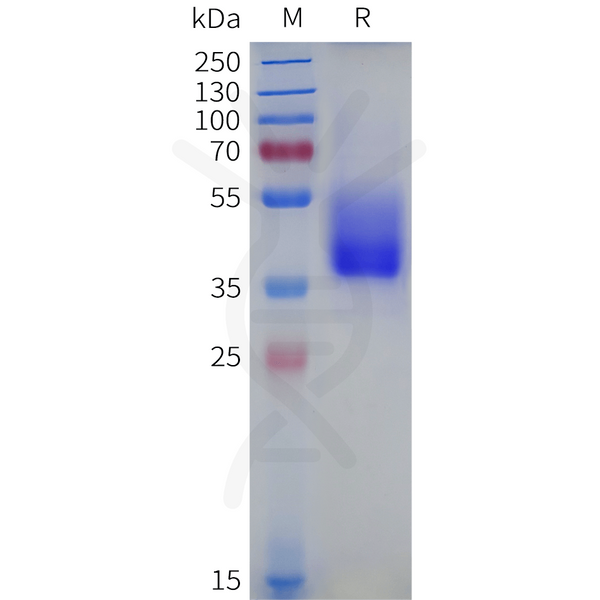 Human GPR45 Protein, hFc Tag – Figure 1 of 1