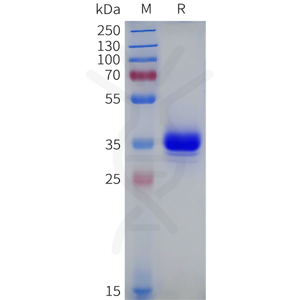 Human PTGIR Protein, hFc Tag – Figure 1 of 1