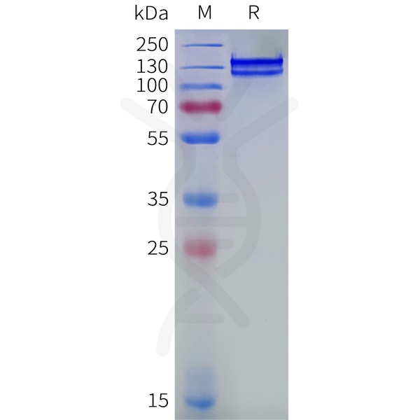 Human ITGB1 and ITGA3 Heterodimer Protein, hFc Tag and His Tag – Figure 1 of 1