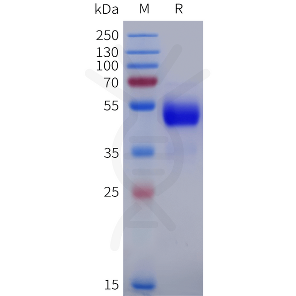 Human ACKR1 Protein, hFc Tag – Figure 1 of 1