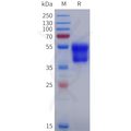 Human ADRA2A Protein, hFc Tag – Figure 1 of 1