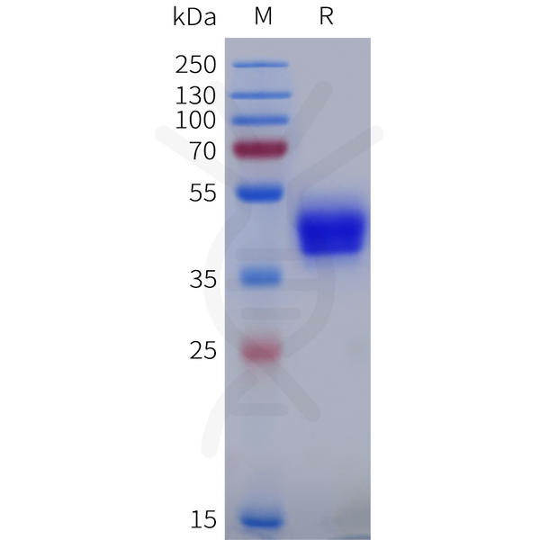 Human ADRB2 Protein, hFc Tag – Figure 1 of 1