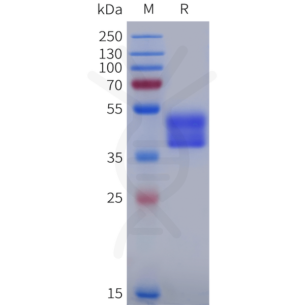 Human AVPR2 Protein, hFc Tag – Figure 1 of 1