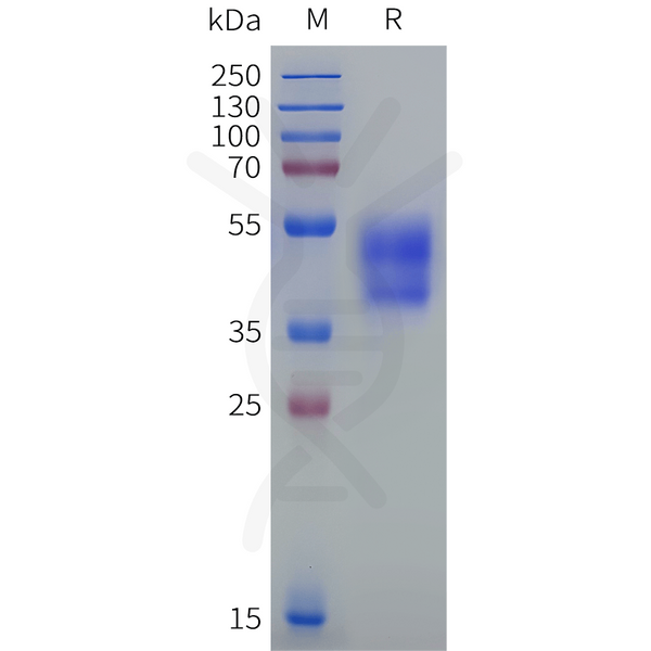EBVB9 BILF1 Protein, hFc Tag – Figure 1 of 1