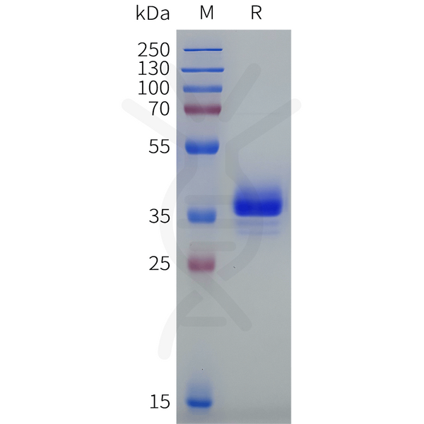Human NTSR2 Protein, hFc Tag – Figure 1 of 1