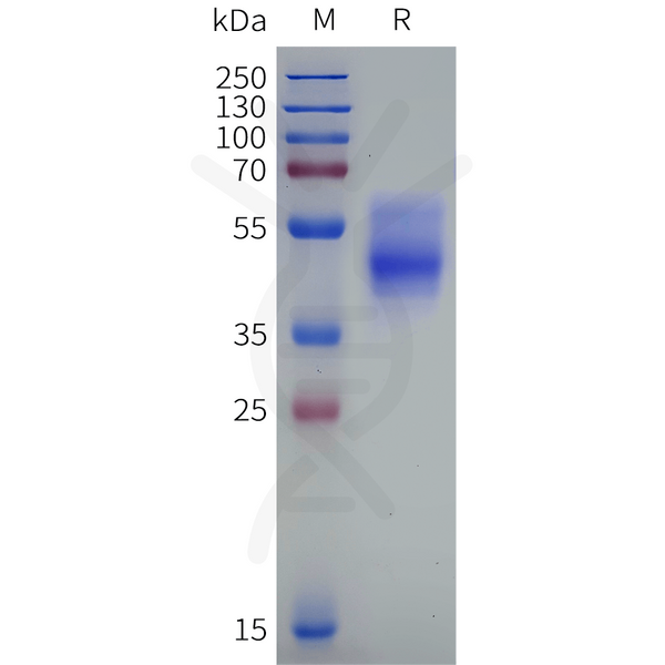 Human TACR3 Protein, hFc Tag – Figure 1 of 1