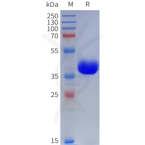 Human C3AR1 Protein, hFc Tag – Figure 1 of 1