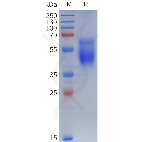 Human CHRM3 Protein, hFc Tag – Figure 1 of 1