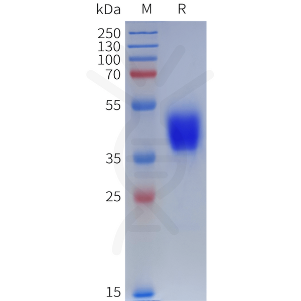 Human DRD3 Protein, hFc Tag – Figure 1 of 1