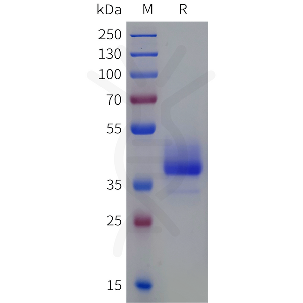 Human F2RL2 Protein, hFc Tag – Figure 1 of 1