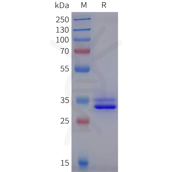 Human FFAR3 Protein, hFc Tag – Figure 1 of 1