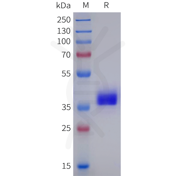 Human GPR18 Protein, hFc Tag – Figure 1 of 1