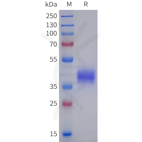 Human GPR101 Protein, hFc Tag – Figure 1 of 1
