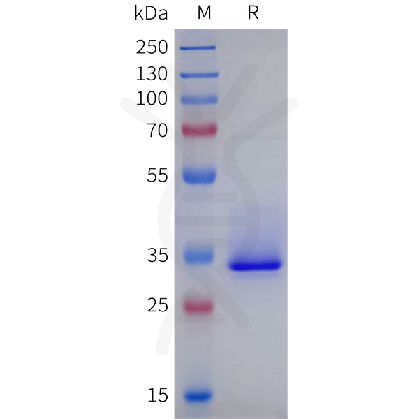 Human GPR143 Protein, hFc Tag – Figure 1 of 1