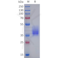 Human GPR161 Protein, hFc Tag – Figure 1 of 1