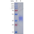 Human GPR183 Protein, hFc Tag – Figure 1 of 1