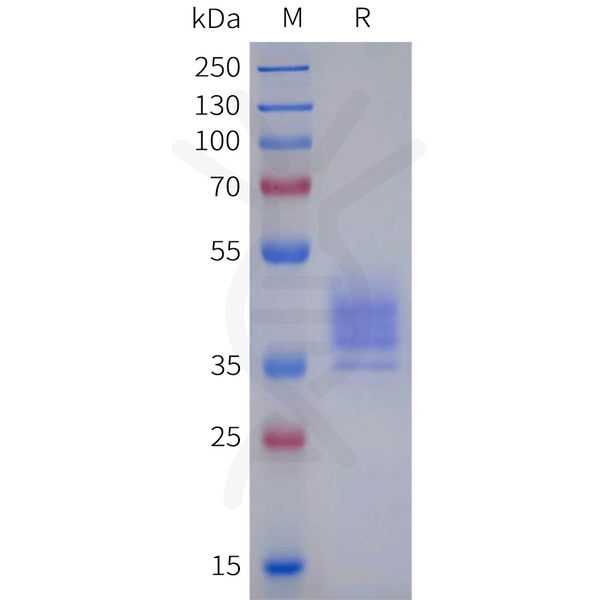 Human GPR183 Protein, hFc Tag – Figure 1 of 1