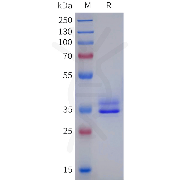 Human HCAR2 Protein, hFc Tag – Figure 1 of 1