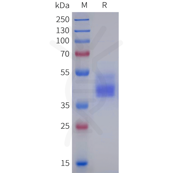 Human HCRTR2 Protein, hFc Tag – Figure 1 of 1