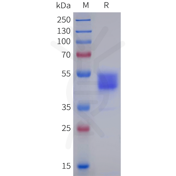 Human HTR1B Protein, hFc Tag – Figure 1 of 1