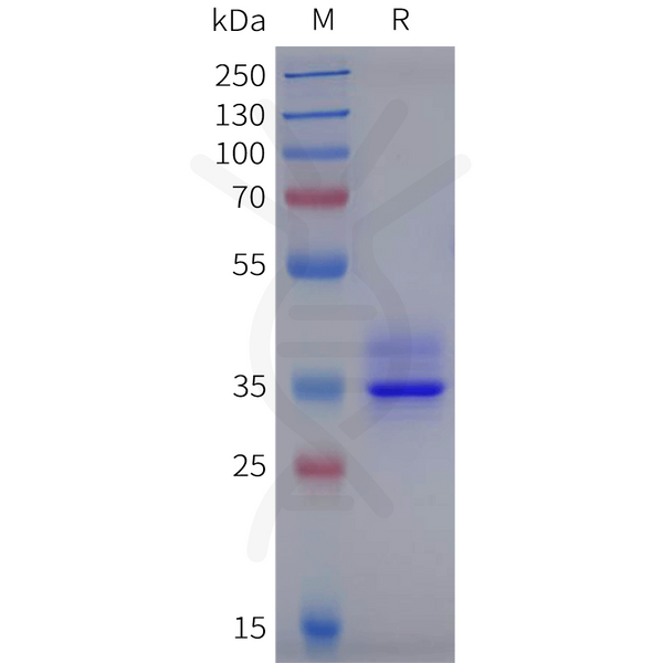 Human HTR4 Protein, hFc Tag – Figure 1 of 1