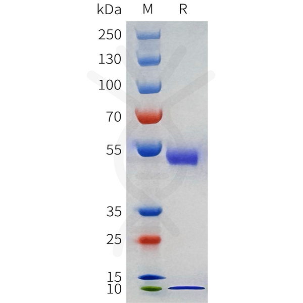 Human IL15RA and IL15 Protein, mFc Tag – Figure 1 of 1
