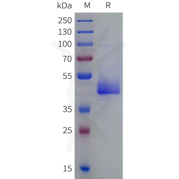 Human CD3D-knob and CD3E-Hole Heterodimer Protein, His Tag and Twin Strep tag – Figure 1 of 1