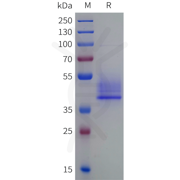 Human CD3E-knob and CD3G-Hole Heterodimer Protein, His Tag and Twin Strep tag – Figure 1 of 1