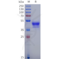 Human GPR15 Protein, hFc Tag – Figure 1 of 1