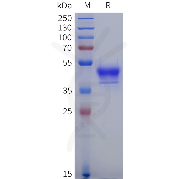 Human GPR15 Protein, hFc Tag – Figure 1 of 1