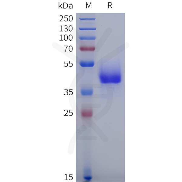 Human GPR17 Protein, hFc Tag – Figure 1 of 1