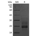 Human proHB-EGF (C-6His) Protein – Figure 1 of 1