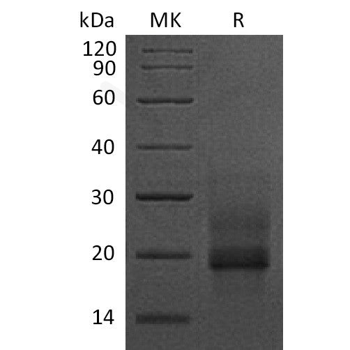 Human proHB-EGF (C-6His) Protein – Figure 1 of 1