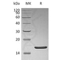 Human FGFb (Q65I,C96S,N111G) Protein – Figure 1 of 1