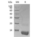 Human CXCL3 (N-6His) Protein – Figure 1 of 1