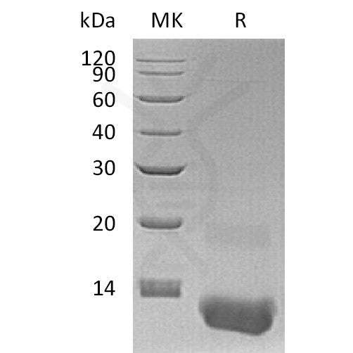 Human CXCL3 (N-6His) Protein – Figure 1 of 1