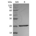 Human IL-28A (C-6His) Protein – Figure 1 of 1