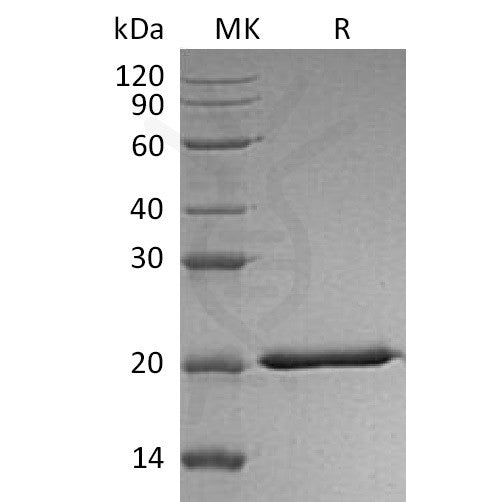 Human IL-28A (C-6His) Protein – Figure 1 of 1