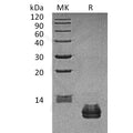 Human CCL27 Protein – Figure 1 of 1