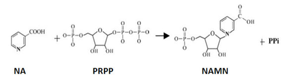 S. pneumoniae PncB Assay Kit Plus – Figure 1 of 1
