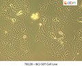 BCJ-50T Cell Line | Applied Biological Materials (abm)