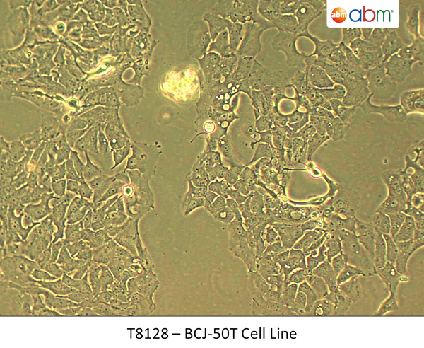 BCJ-50T Cell Line | Applied Biological Materials (abm)