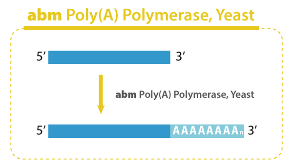 Poly(A) Polymerase, Yeast