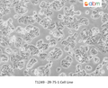 ZR-75-1 Cell Line – Figure 1 of 1