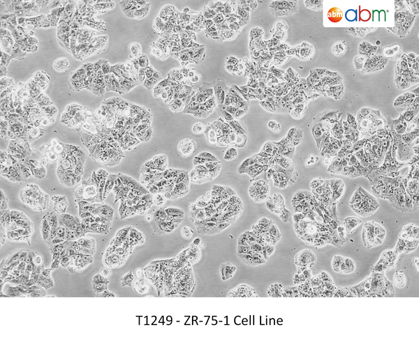 ZR-75-1 Cell Line – Figure 1 of 1