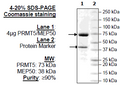 PRMT5/MEP50, Biotin-Labeled Recombinant – Figure 1 of 1