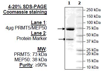 PRMT5/MEP50, Biotin-Labeled Recombinant – Figure 1 of 1