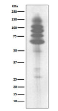 Western blot analysis of Phosphotyrosine expression in Jurkat cell lysate.