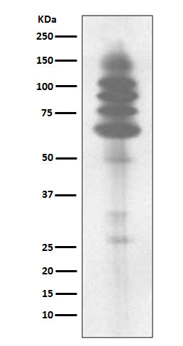Western blot analysis of Phosphotyrosine expression in Jurkat cell lysate.